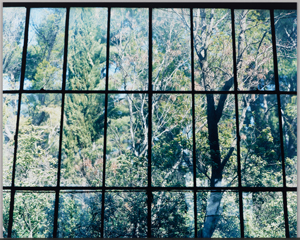 《サンサシオン 09, C-96》 2009年　発色現像方式印画